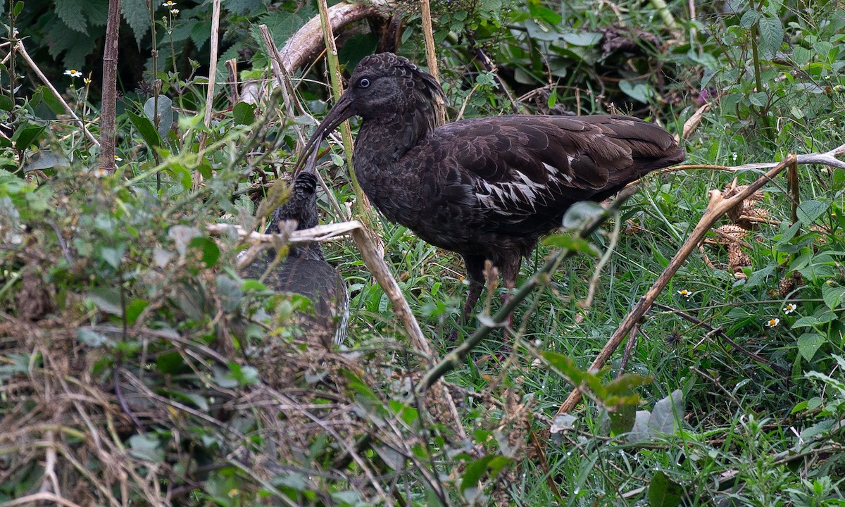 Wattled Ibis - Chris Wood