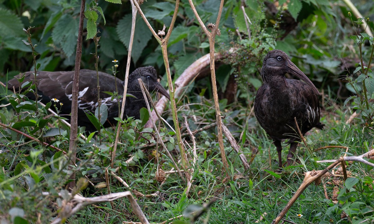 Wattled Ibis - ML623086036