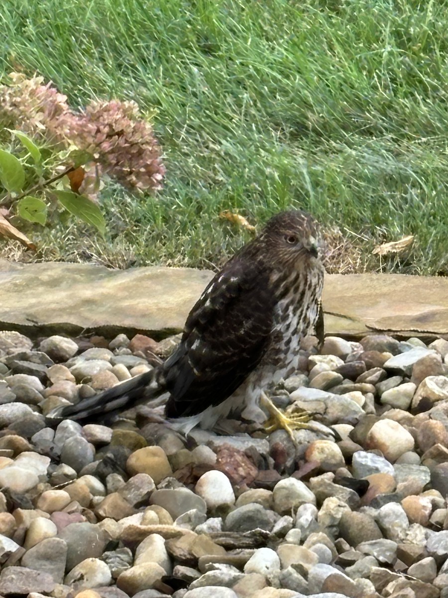 Cooper's Hawk - ML623086047