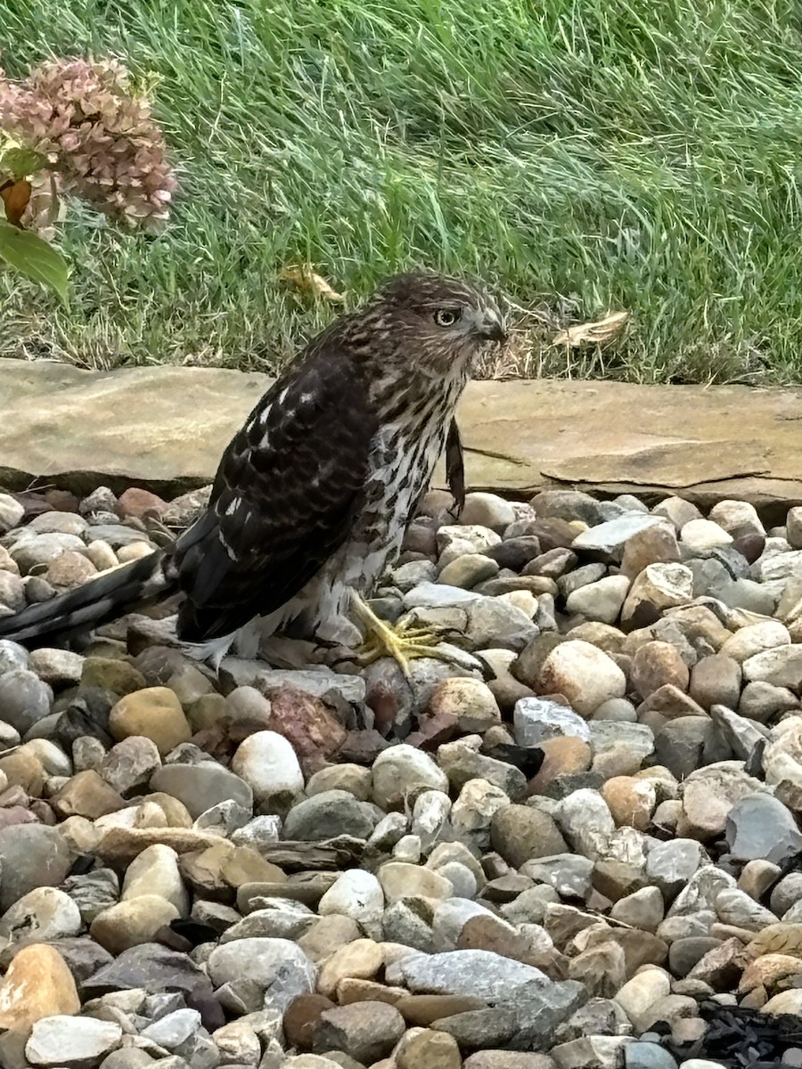 Cooper's Hawk - ML623086048