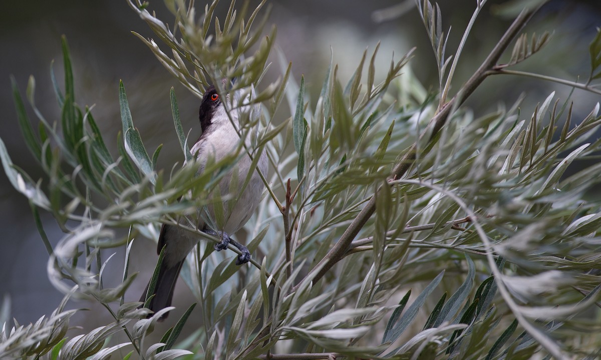 Northern Puffback - Chris Wood