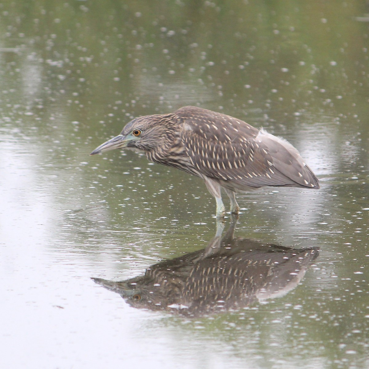 Black-crowned Night Heron - ML623086071