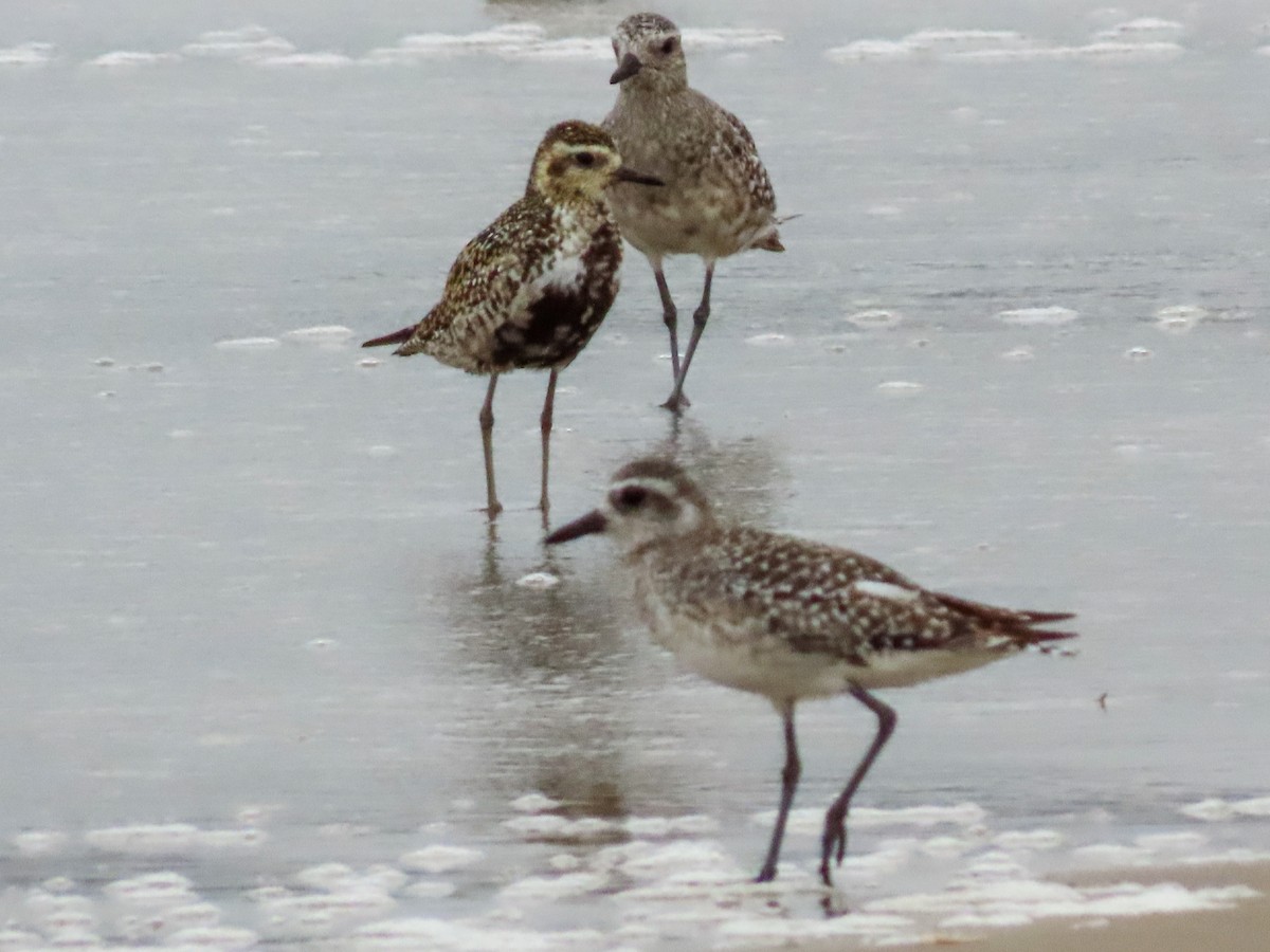 Pacific Golden-Plover - ML623086072