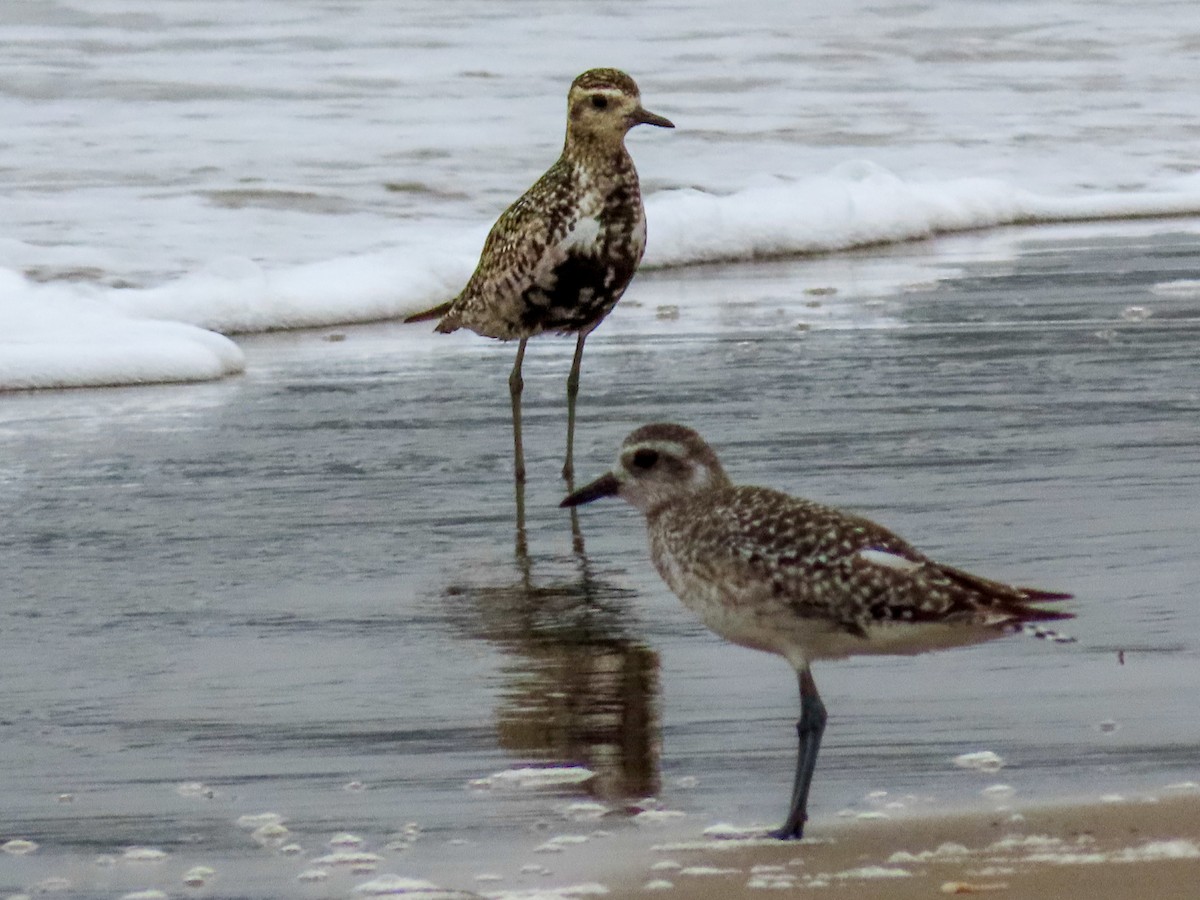 Pacific Golden-Plover - ML623086076