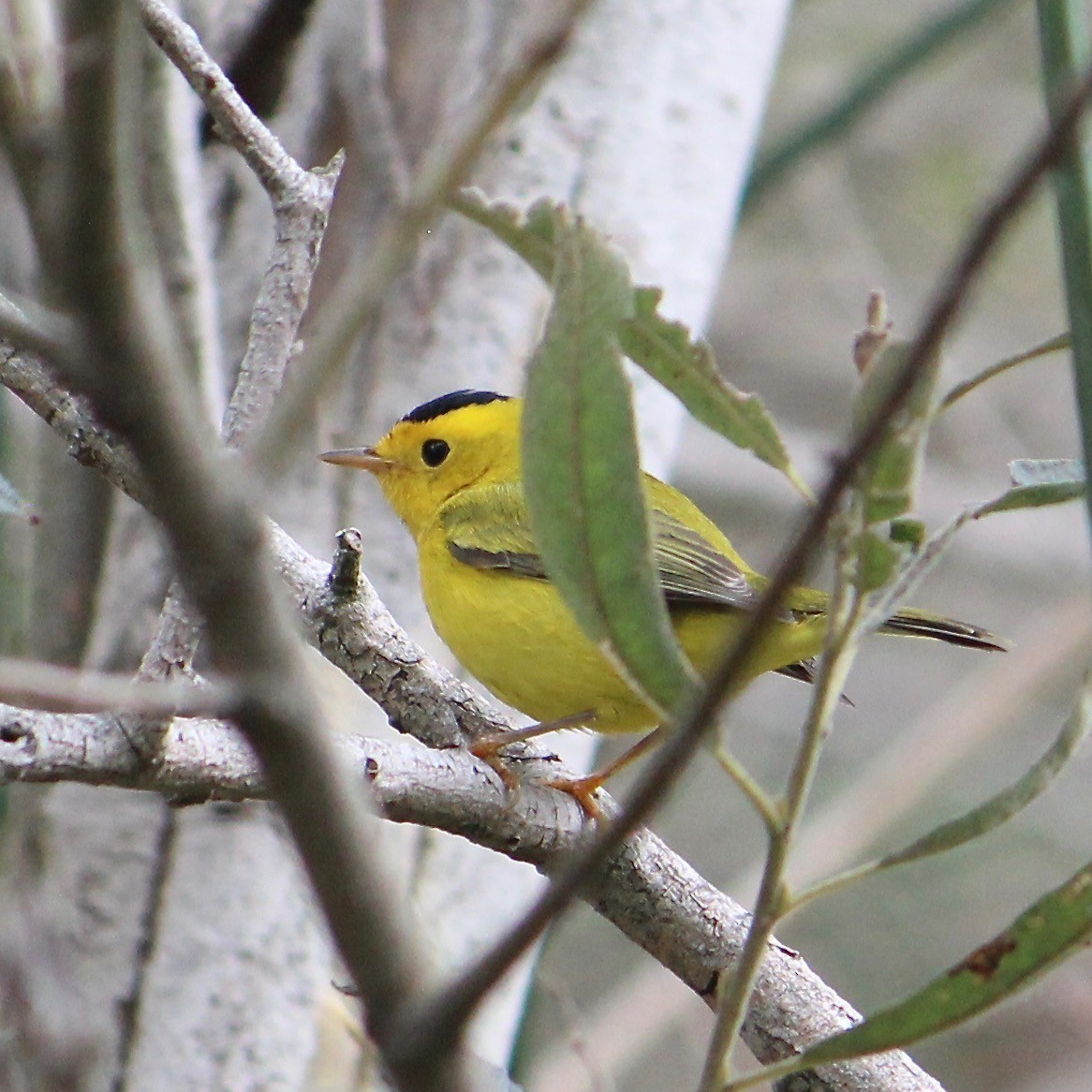 Wilson's Warbler - ML623086083