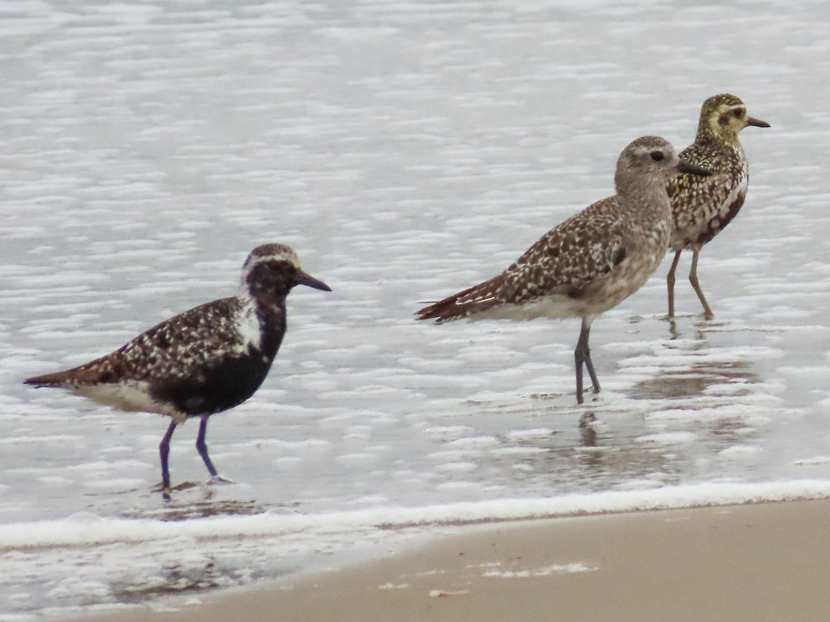 Pacific Golden-Plover - ML623086089