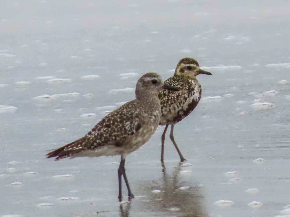 Pacific Golden-Plover - ML623086097