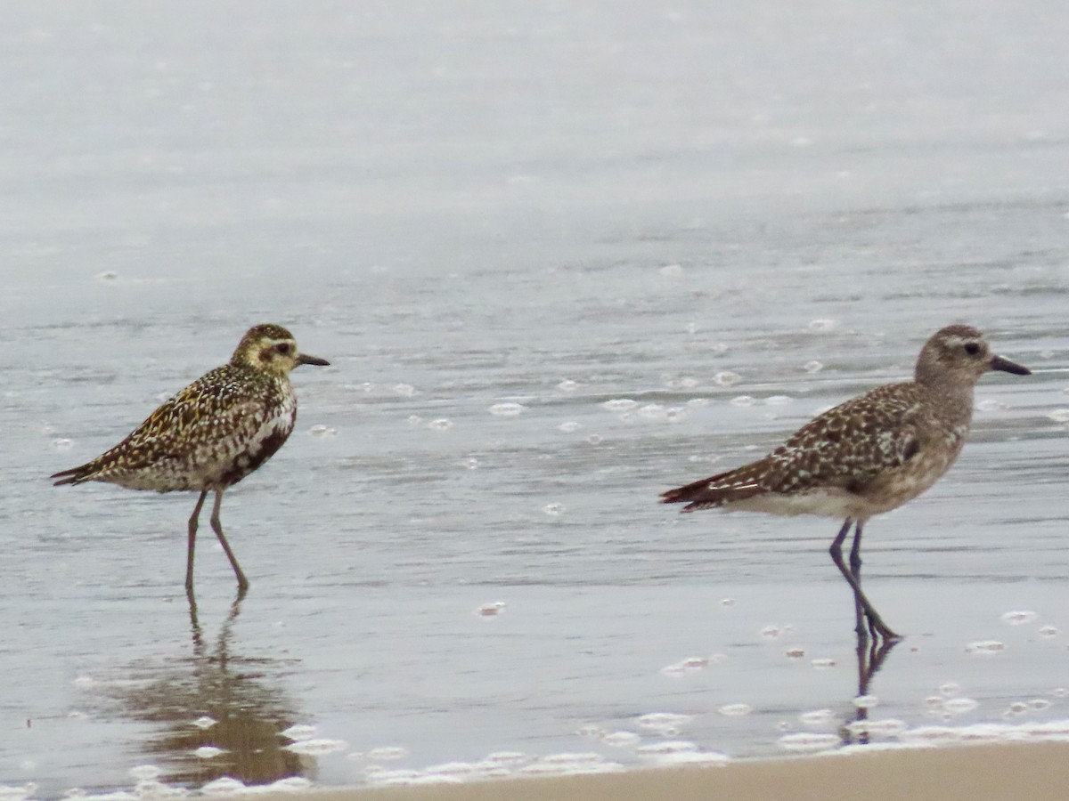 Pacific Golden-Plover - David Blue