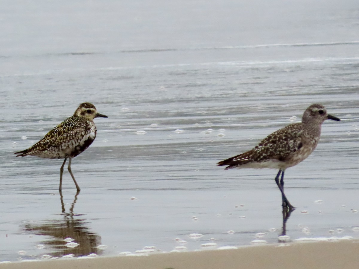 Pacific Golden-Plover - ML623086105