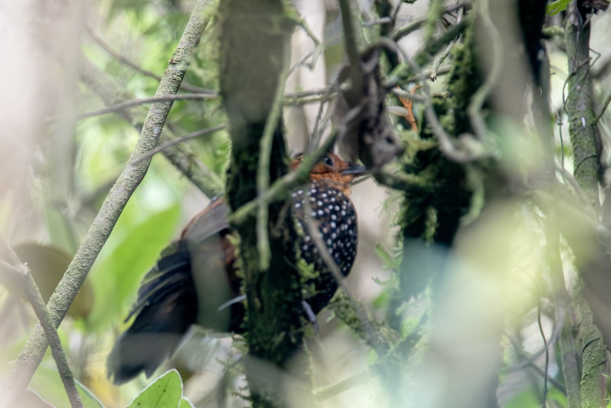 Tapaculo Ocelado - ML623086163