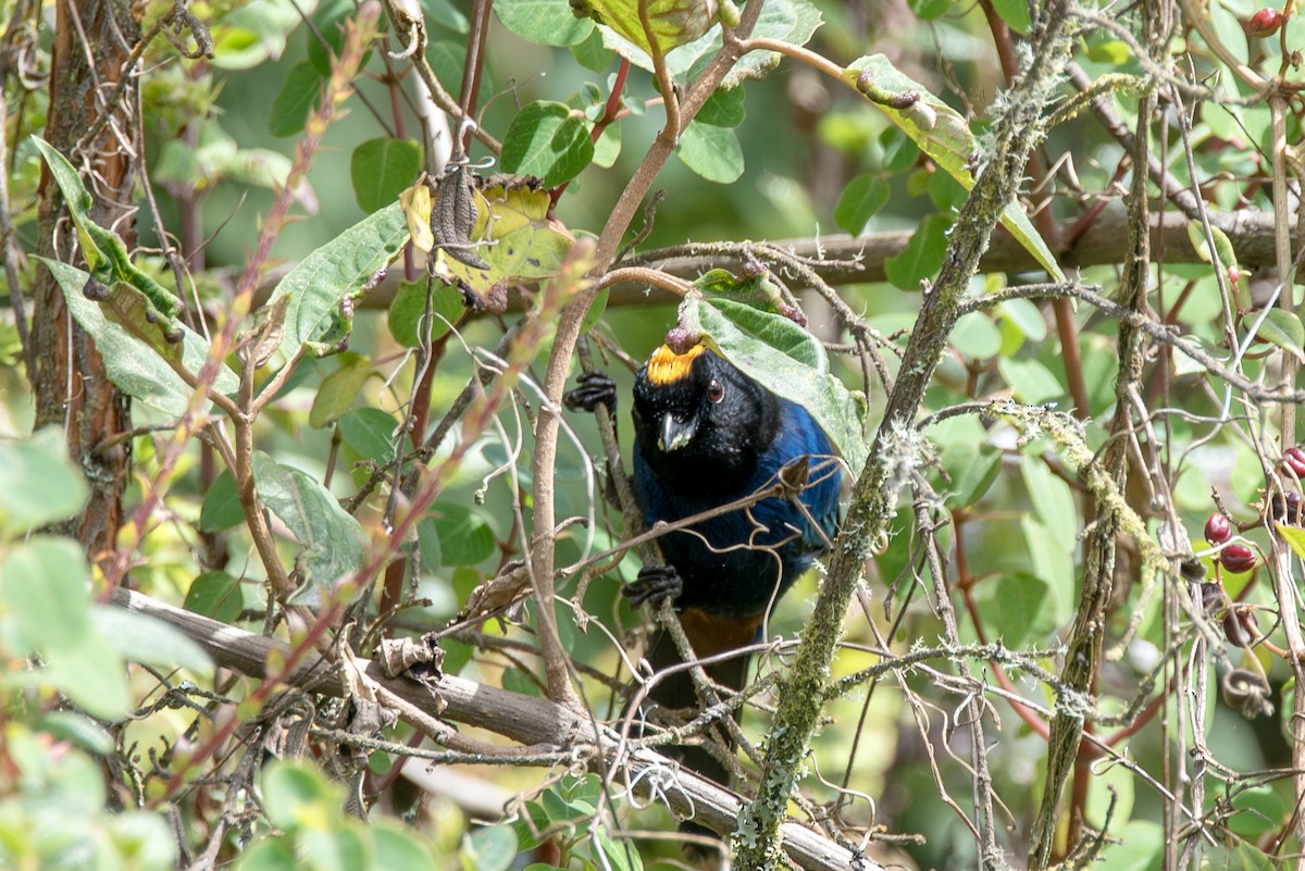 Golden-crowned Tanager - ML623086188