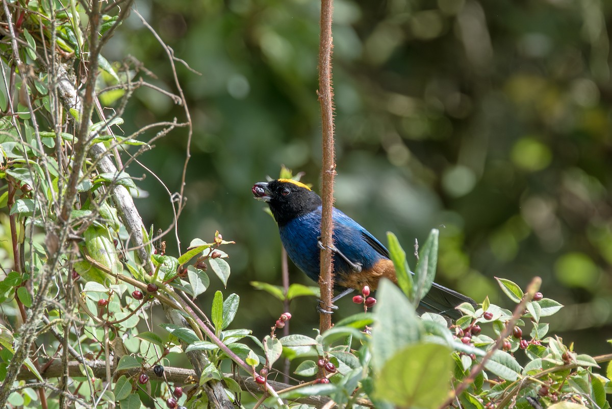 Golden-crowned Tanager - ML623086190