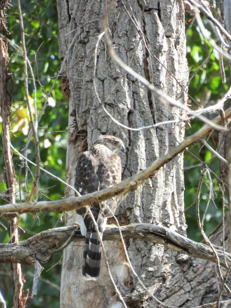 Cooper's Hawk - ML623086193