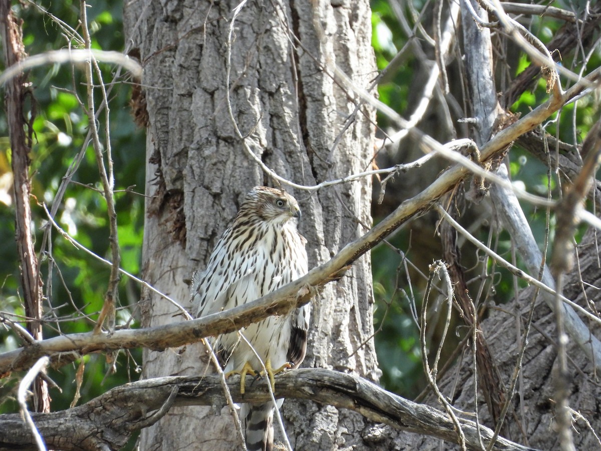 Cooper's Hawk - ML623086194