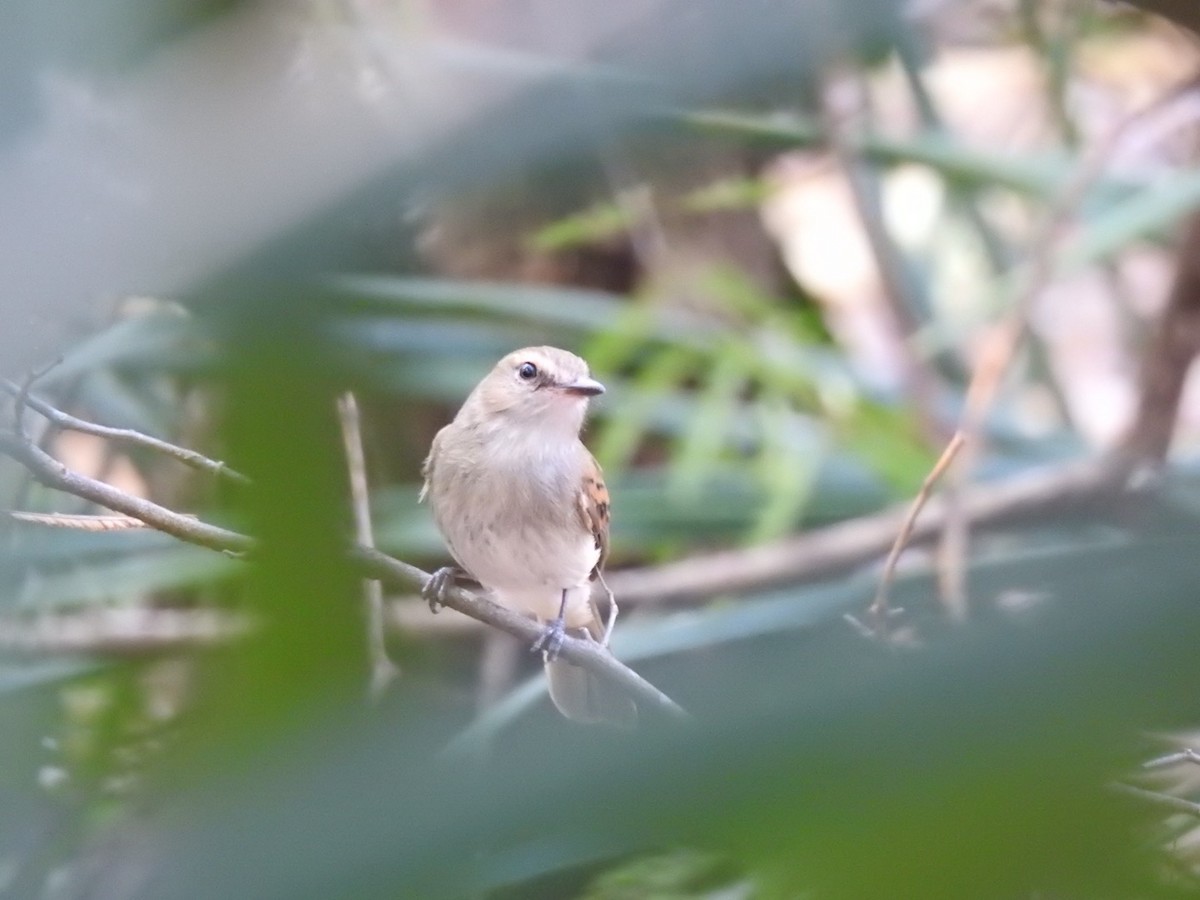 Fuscous Flycatcher - ML623086227