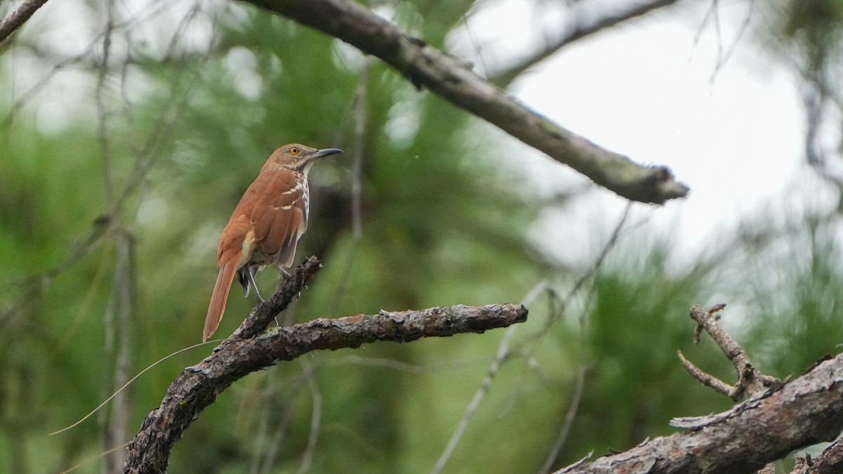 Brown Thrasher - ML623086232