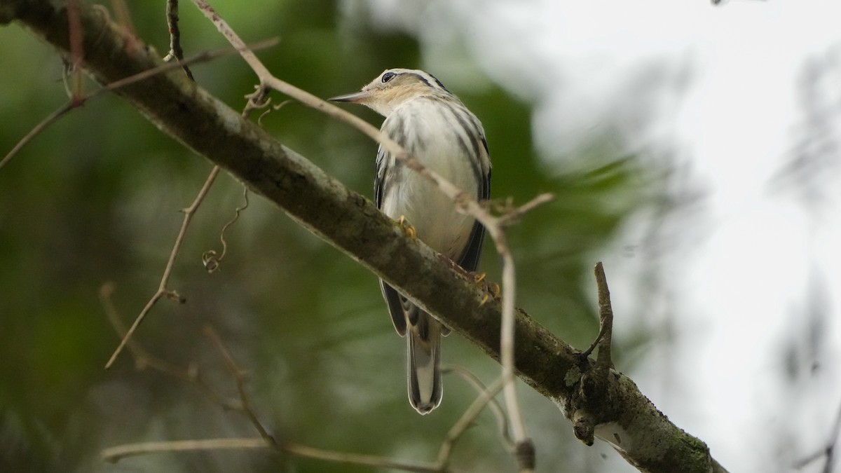 Black-and-white Warbler - ML623086252