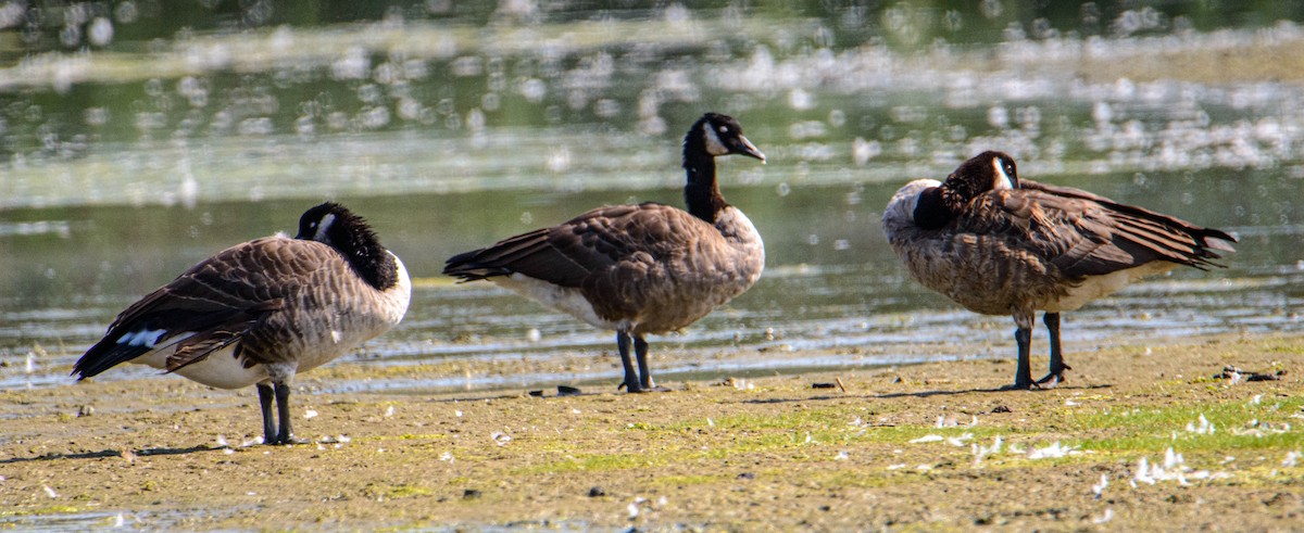 Canada Goose - ML623086275