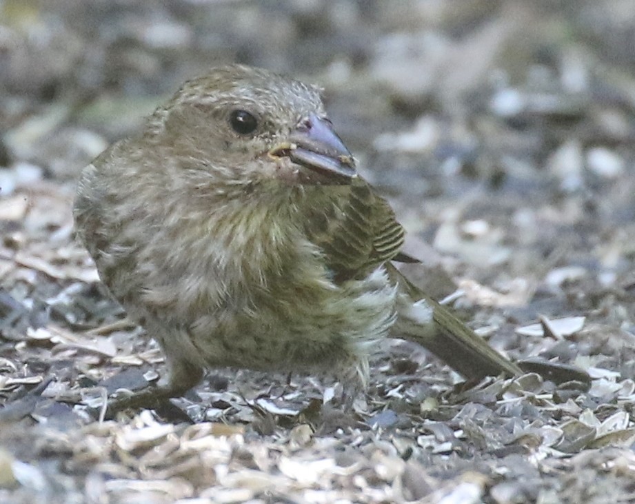 Purple Finch (Western) - ML623086326