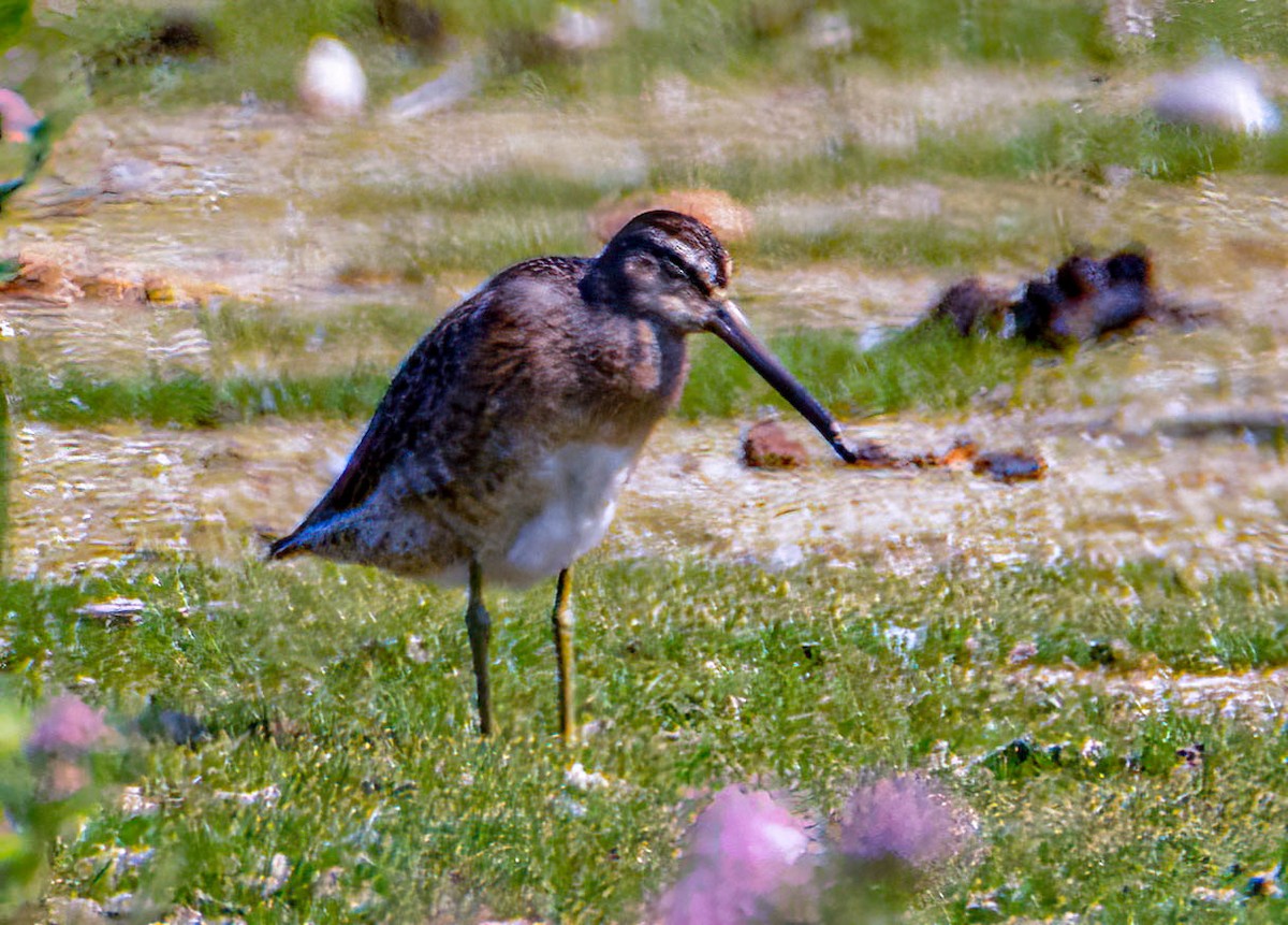 Short-billed Dowitcher - ML623086342