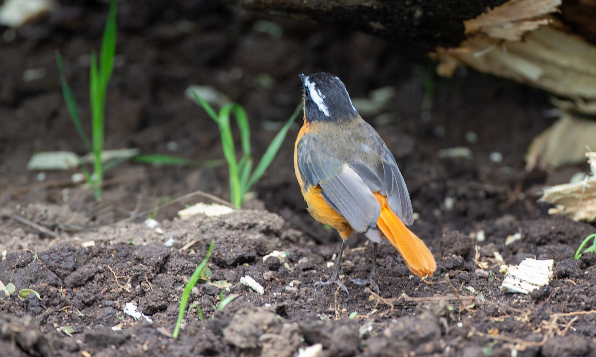 Rüppell's Robin-Chat - ML623086452