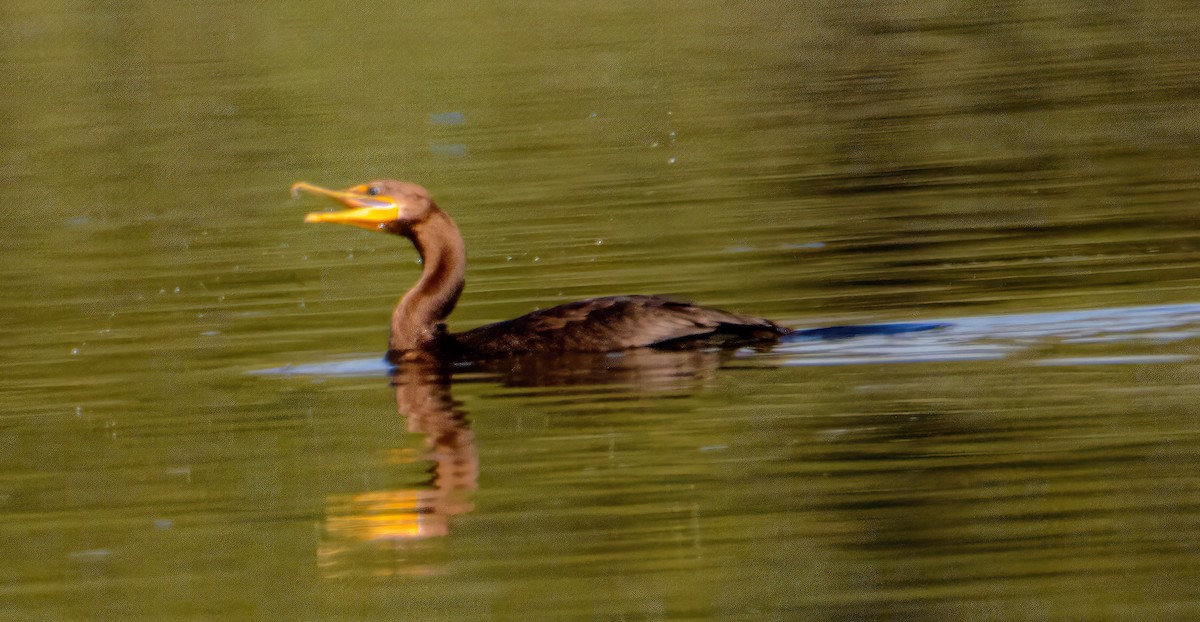 Double-crested Cormorant - ML623086457