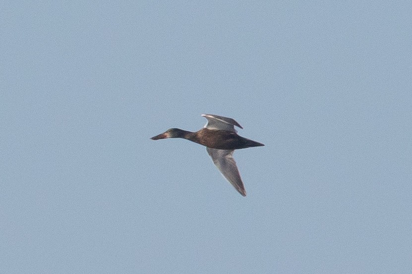 Northern Shoveler - ML623086466