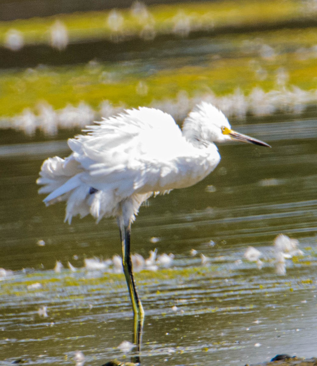 Snowy Egret - ML623086486