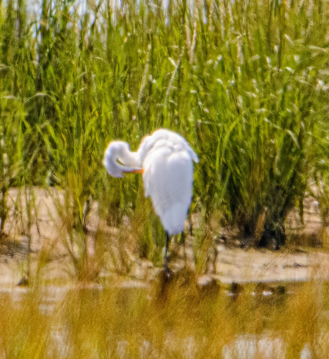 Great Egret - ML623086489