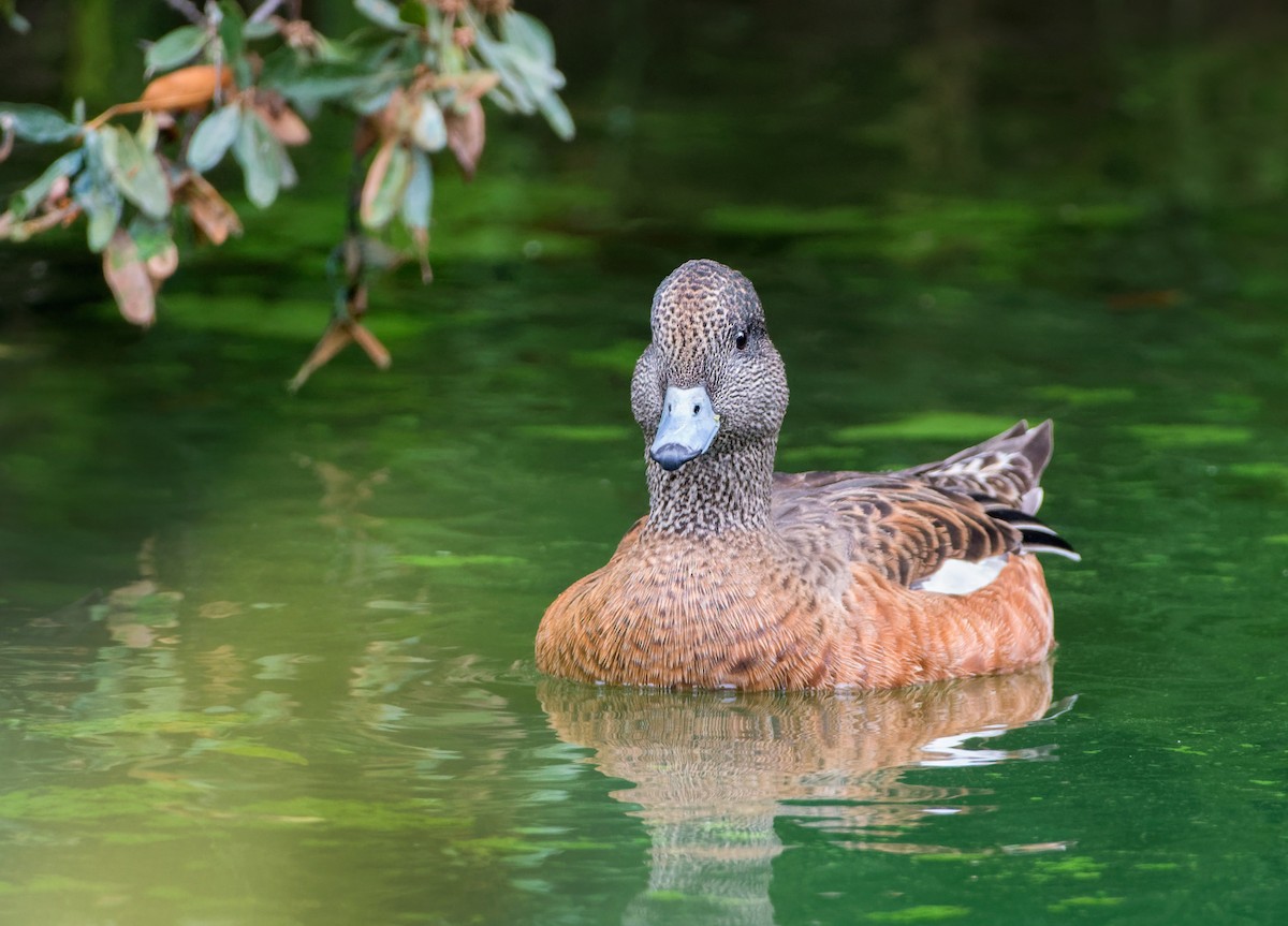 American Wigeon - ML623086496