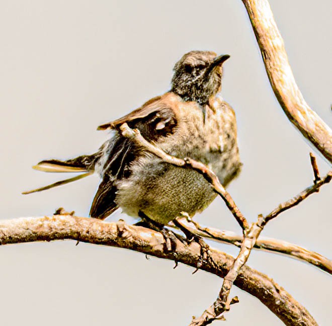 Northern Mockingbird - ML623086498