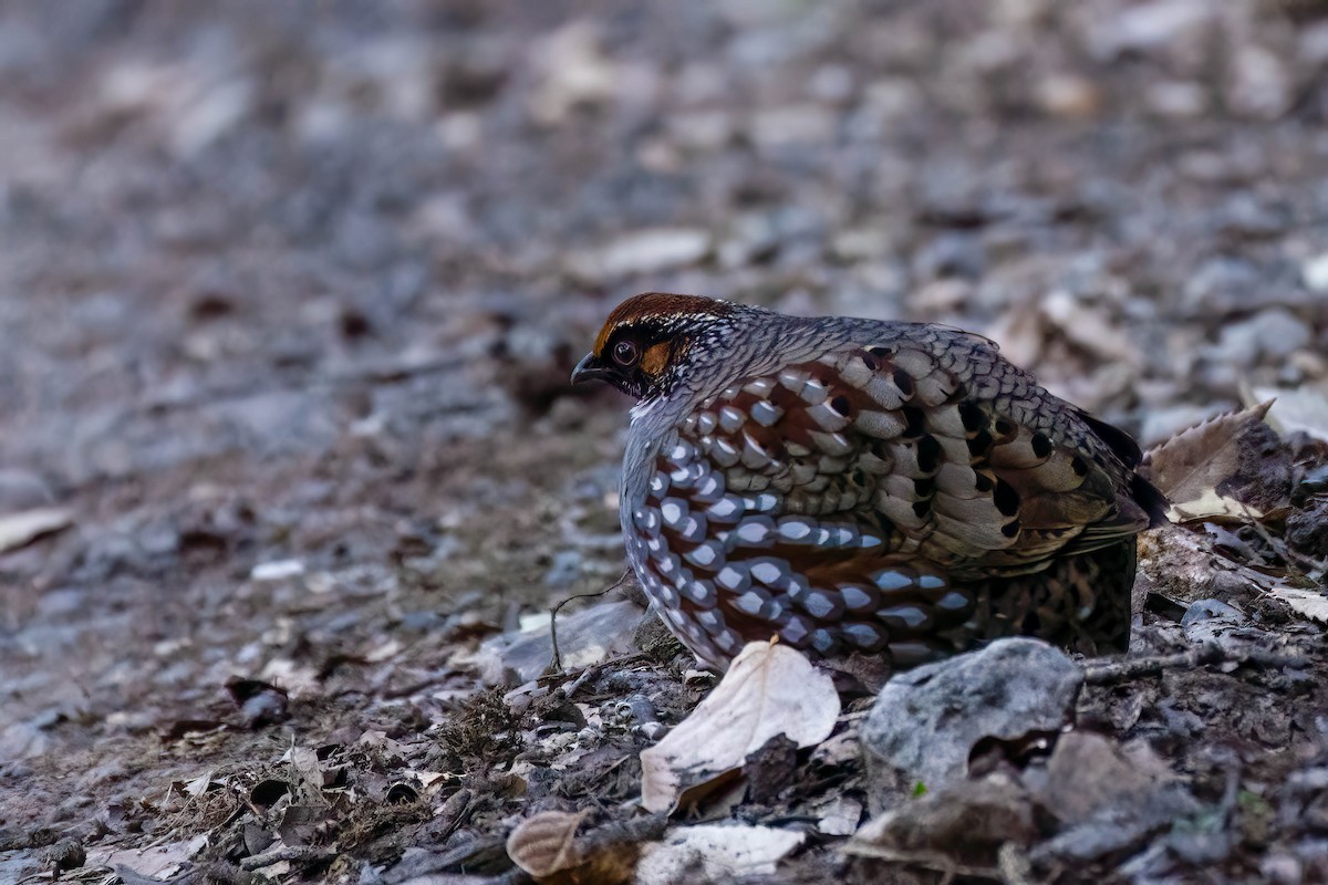 Hill Partridge - ML623086499