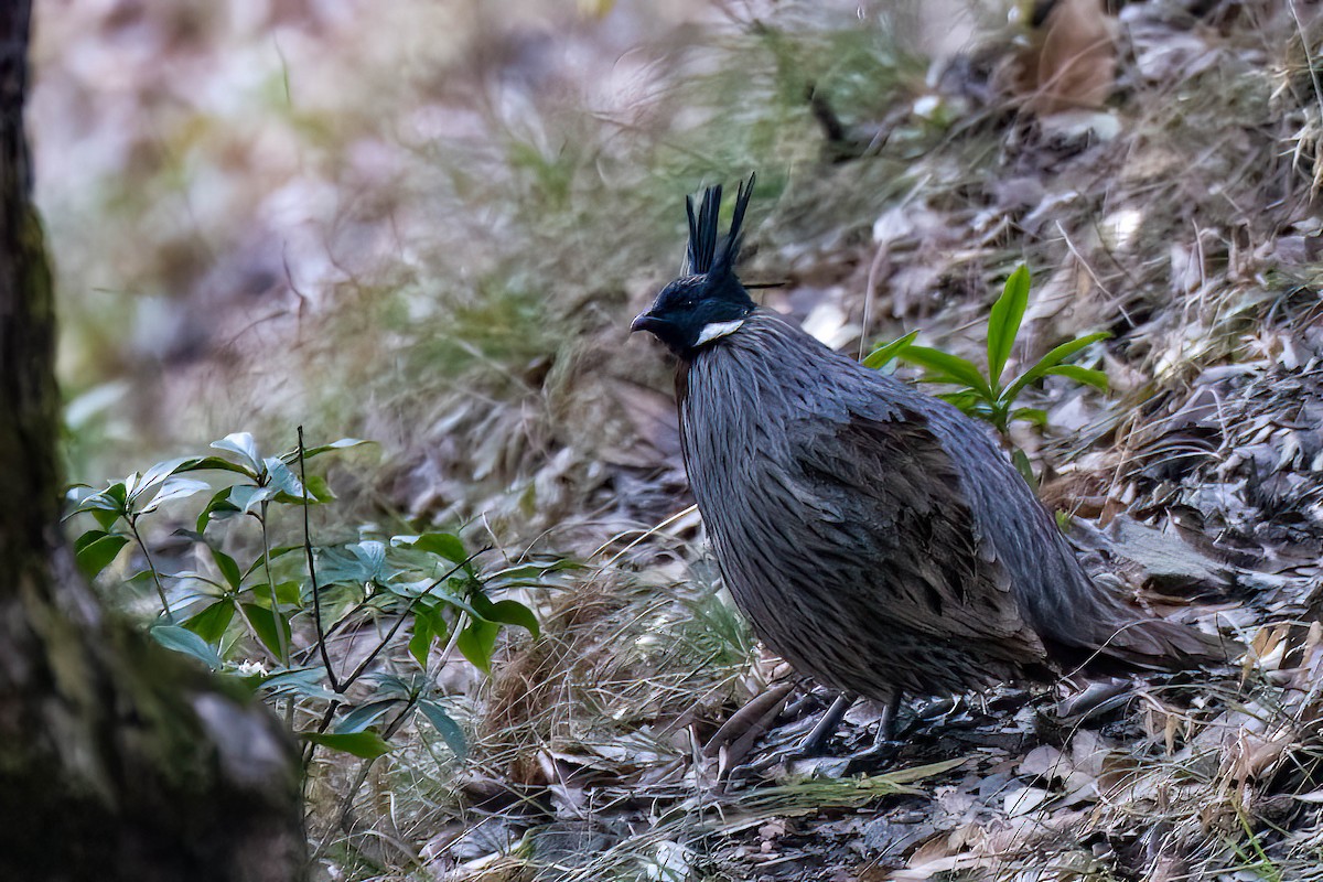 Koklass Pheasant - Gustino Lanese