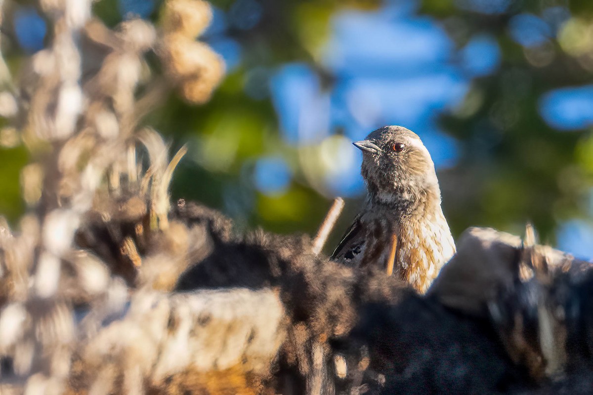 Altai Accentor - ML623086507