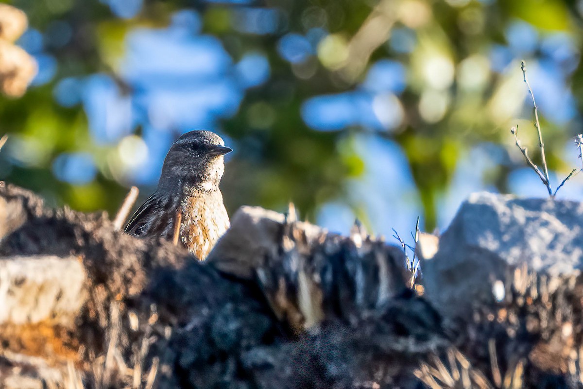 Altai Accentor - ML623086508