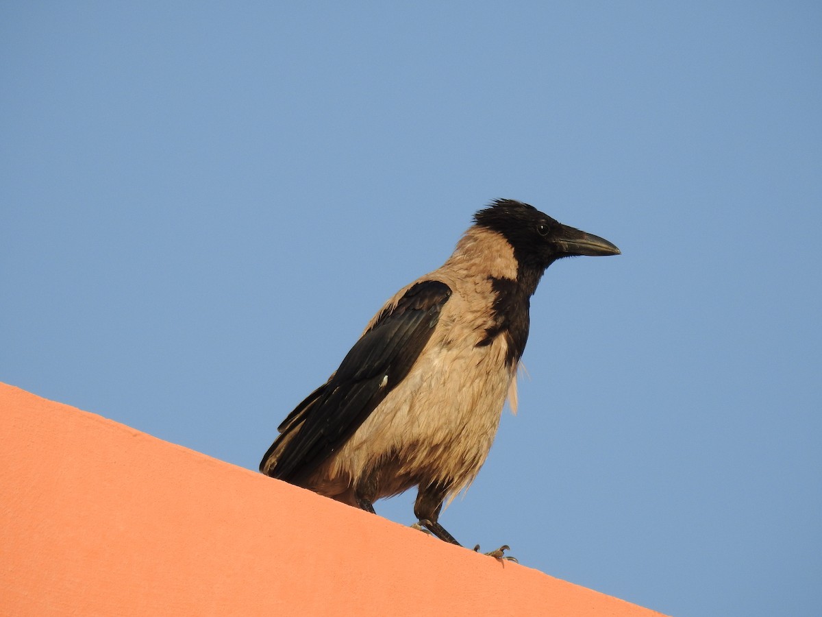 Hooded Crow - ML623086522