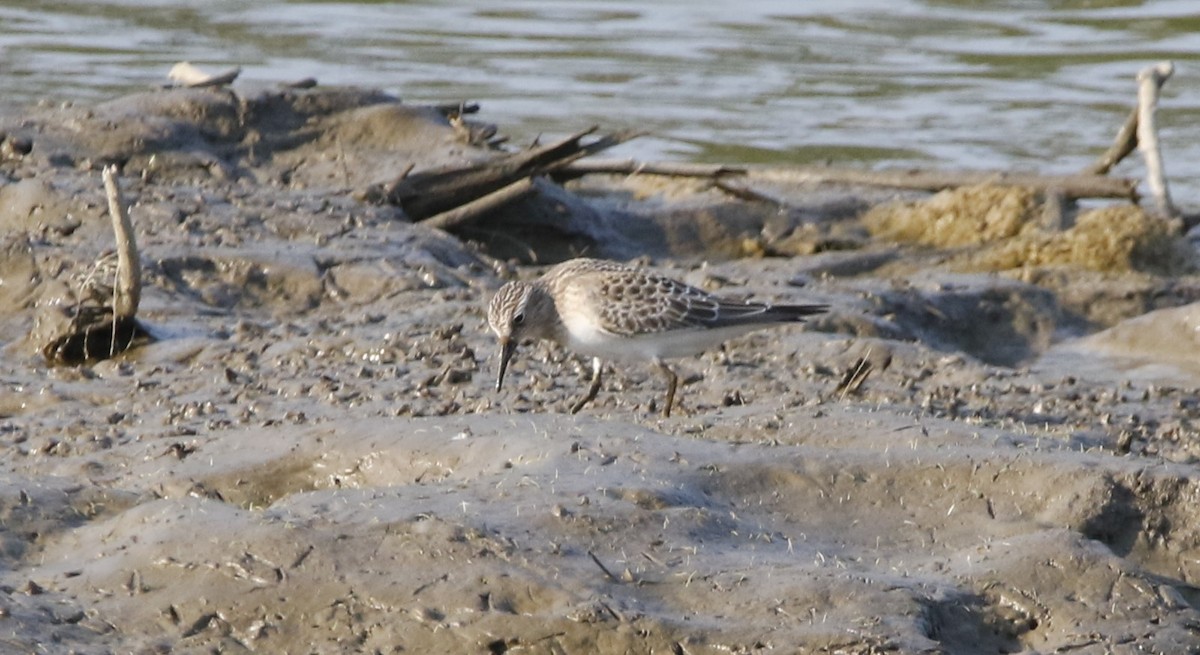 jespák dlouhokřídlý - ML623086529