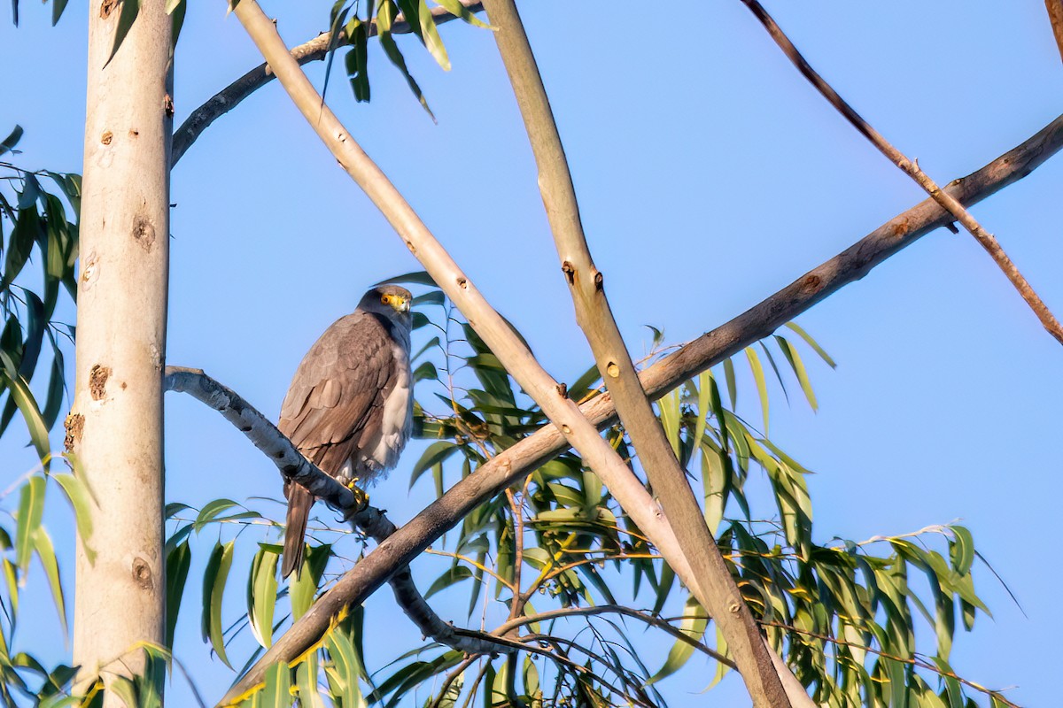 Bicolored Hawk - ML623086567