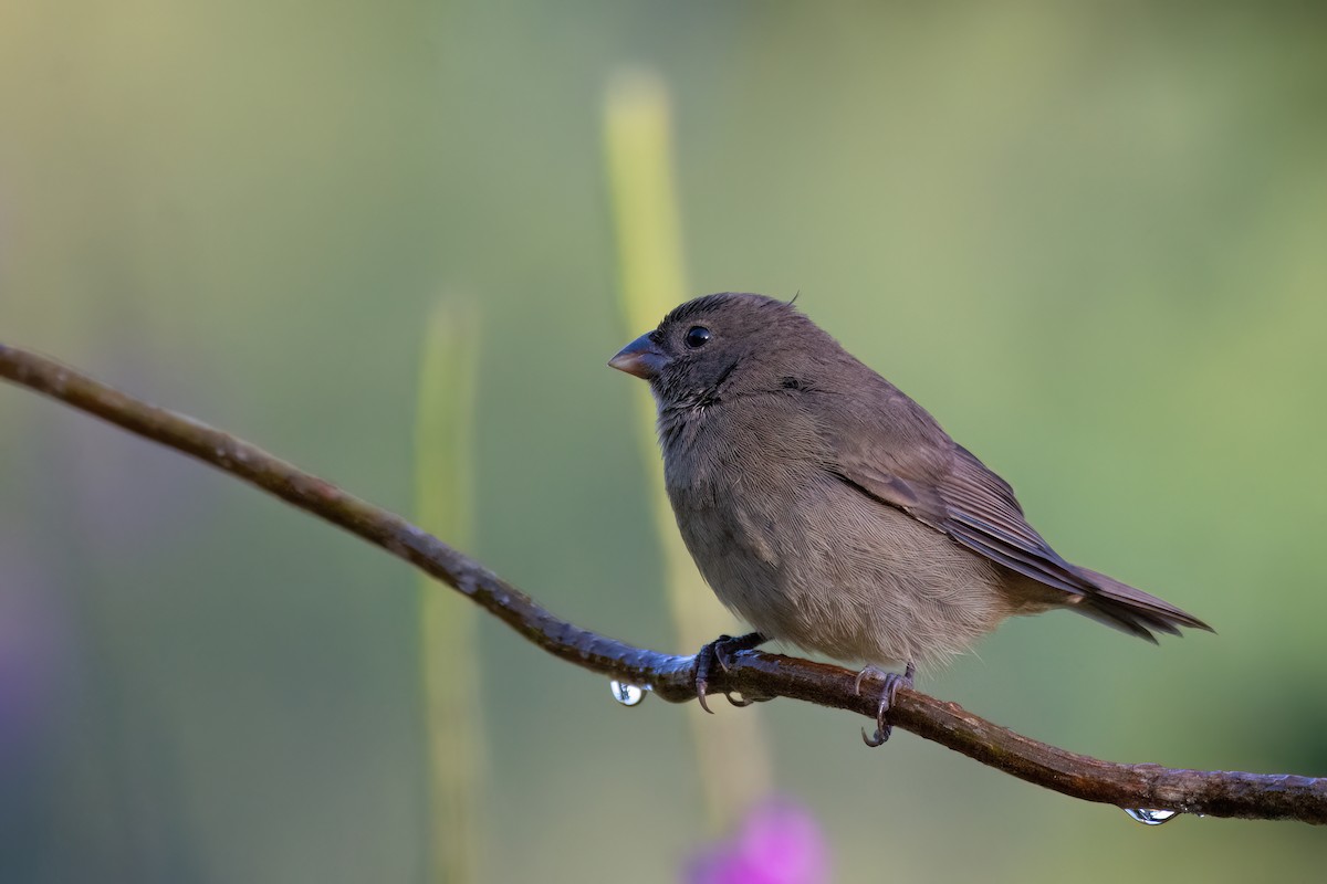 Sooty Grassquit - ML623086571