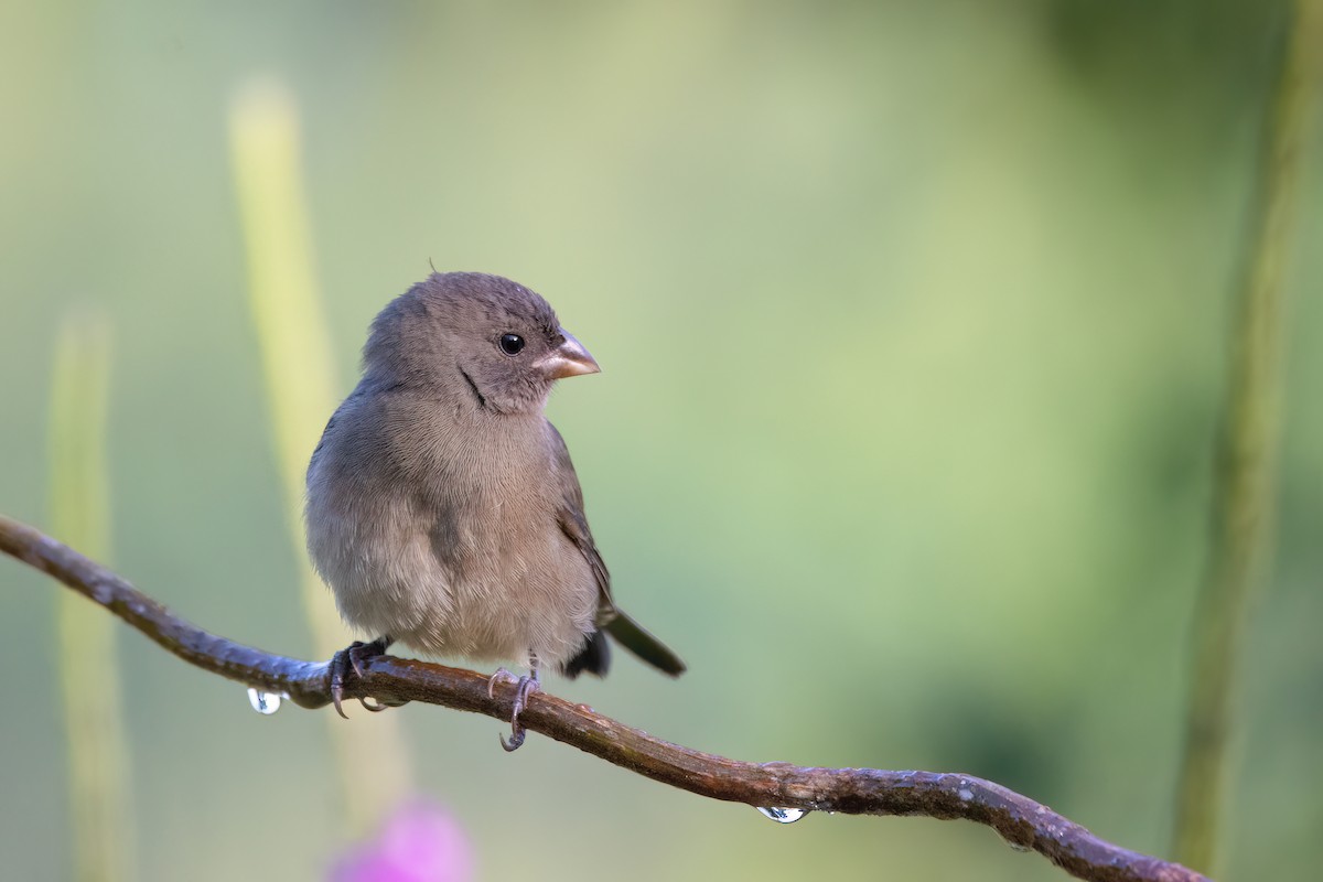 Sooty Grassquit - ML623086572