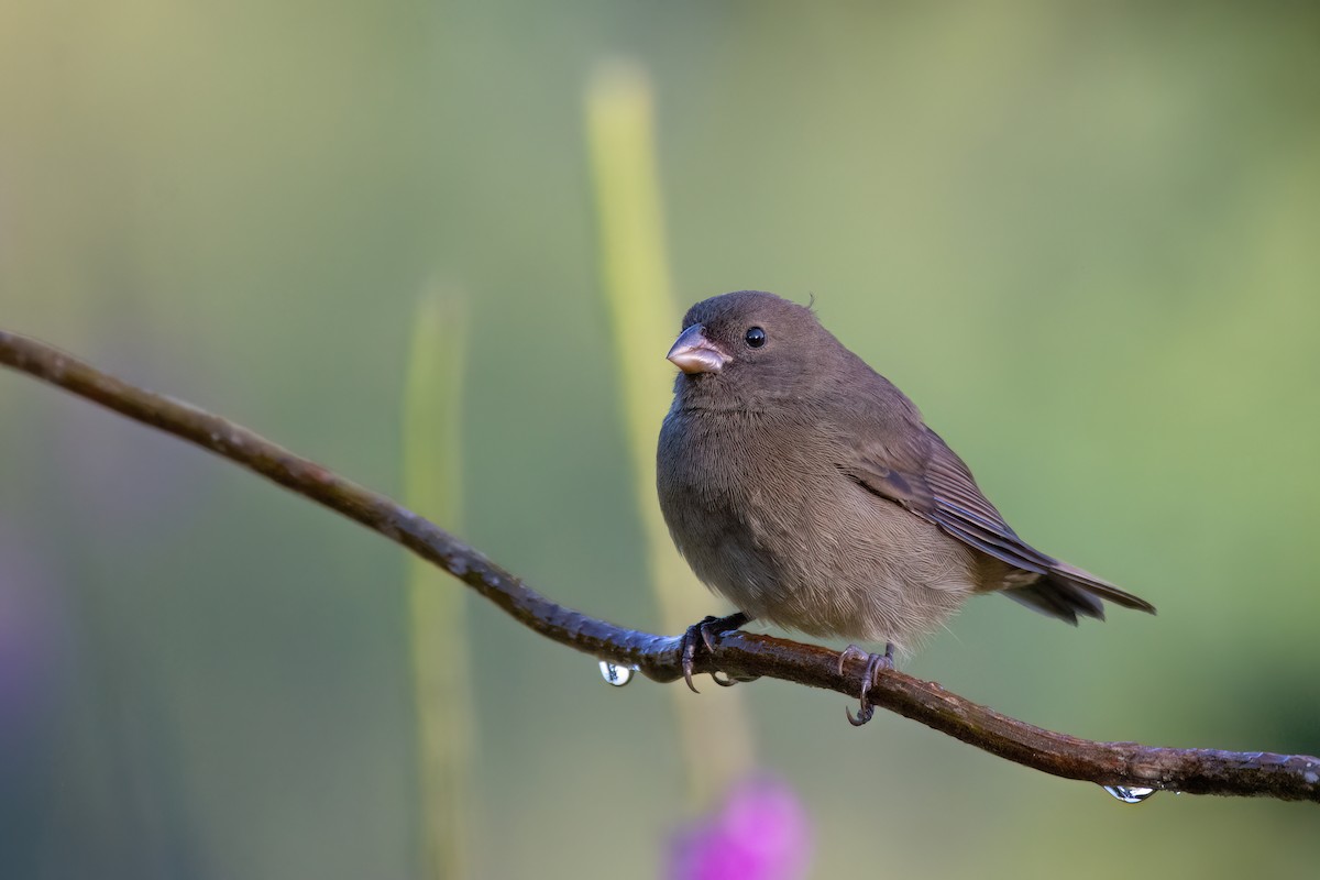 Sooty Grassquit - ML623086573