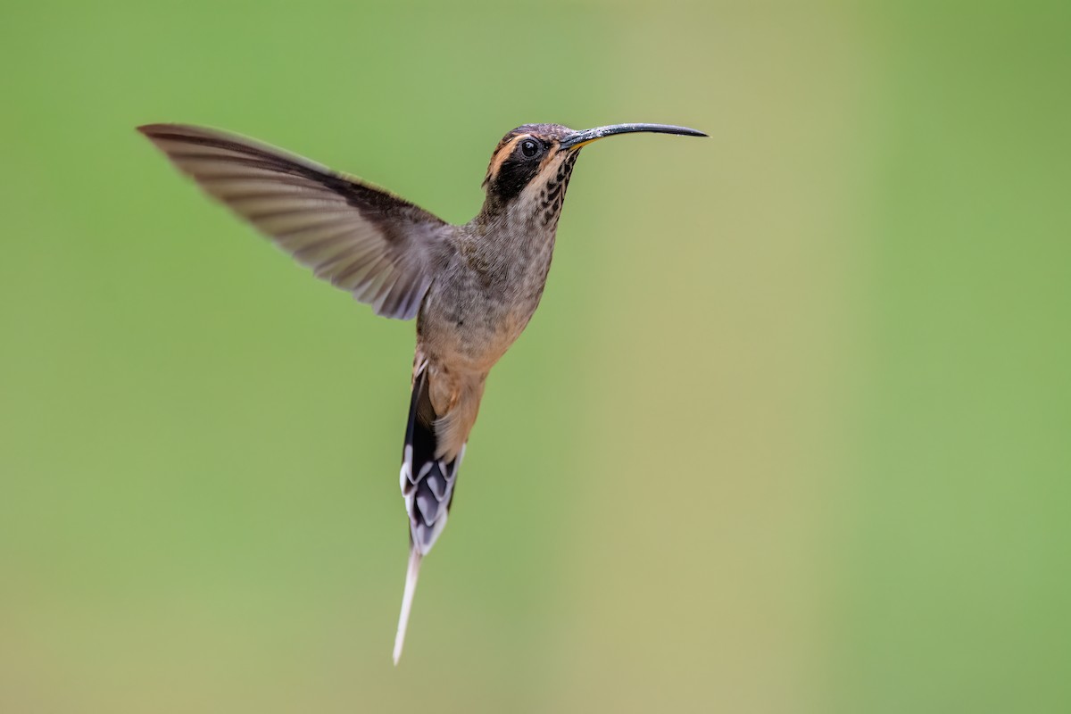 Scale-throated Hermit - ML623086586