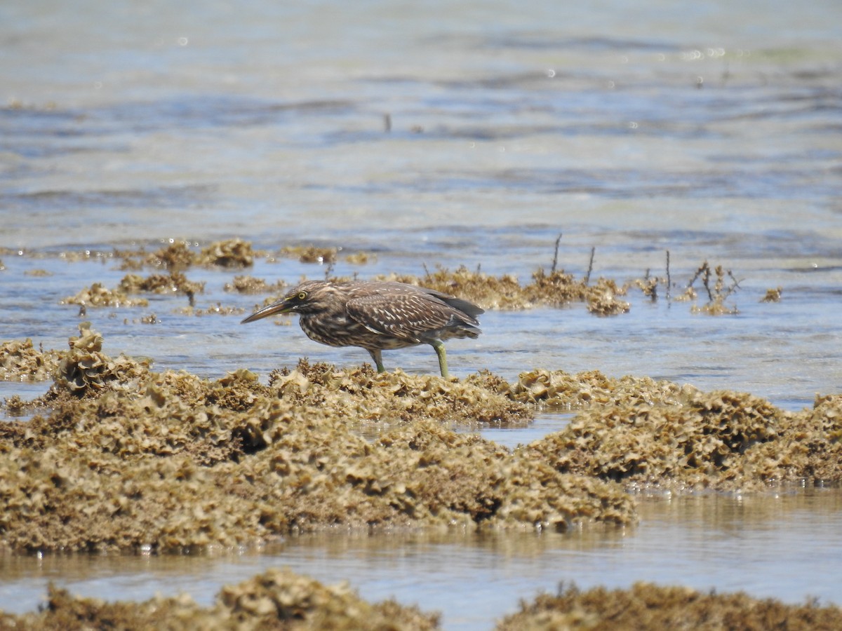 Striated Heron - ML623086609