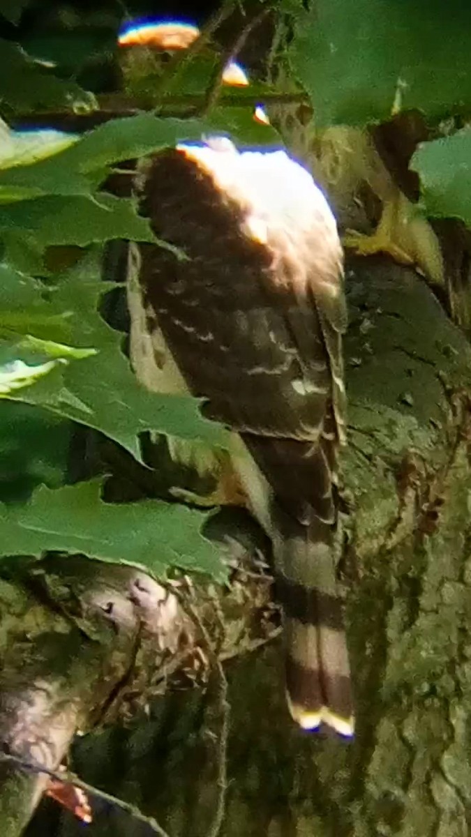 Sharp-shinned Hawk - Laurent Pascual-Le Tallec