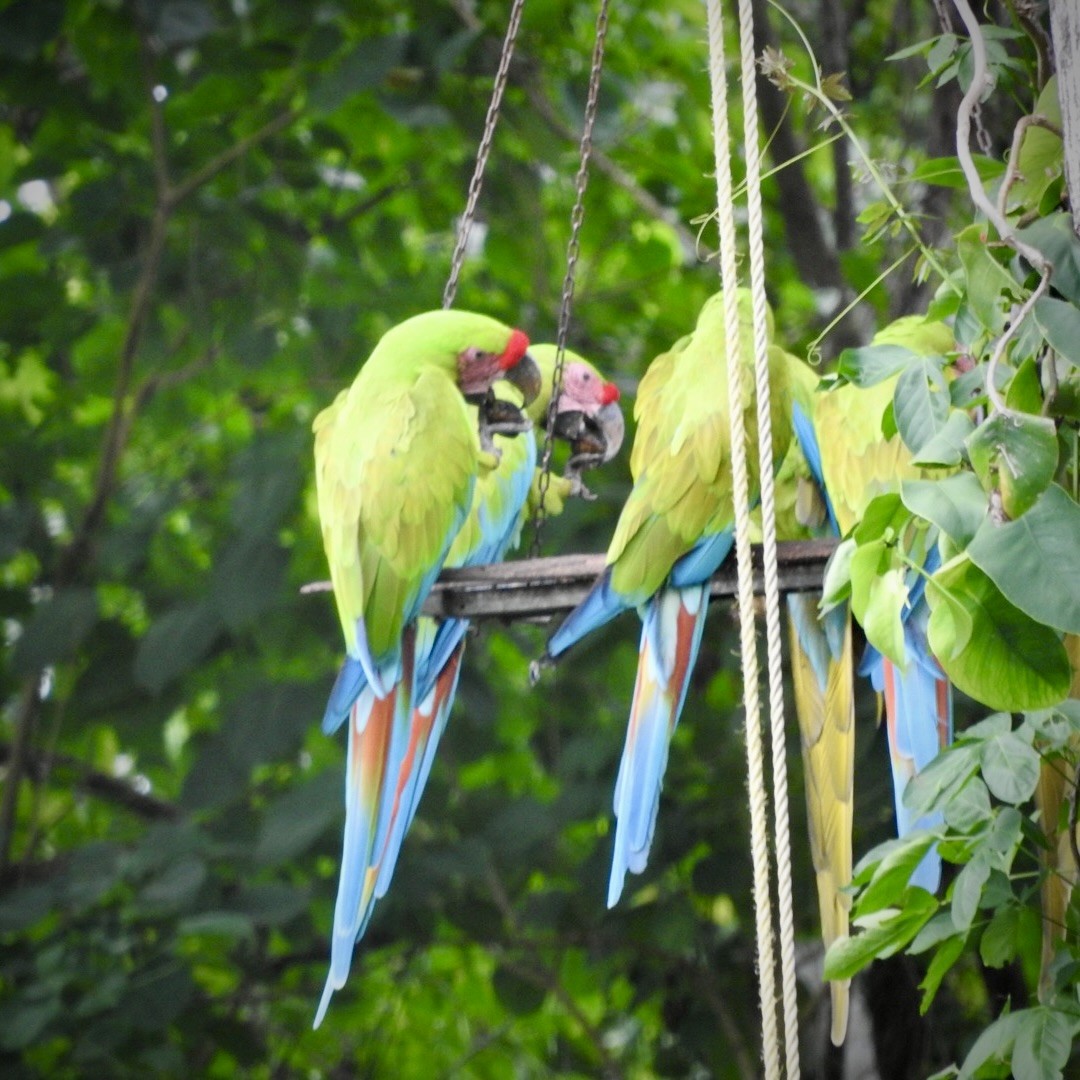 Great Green Macaw - ML623086643