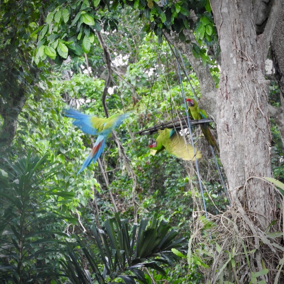 Great Green Macaw - ML623086644