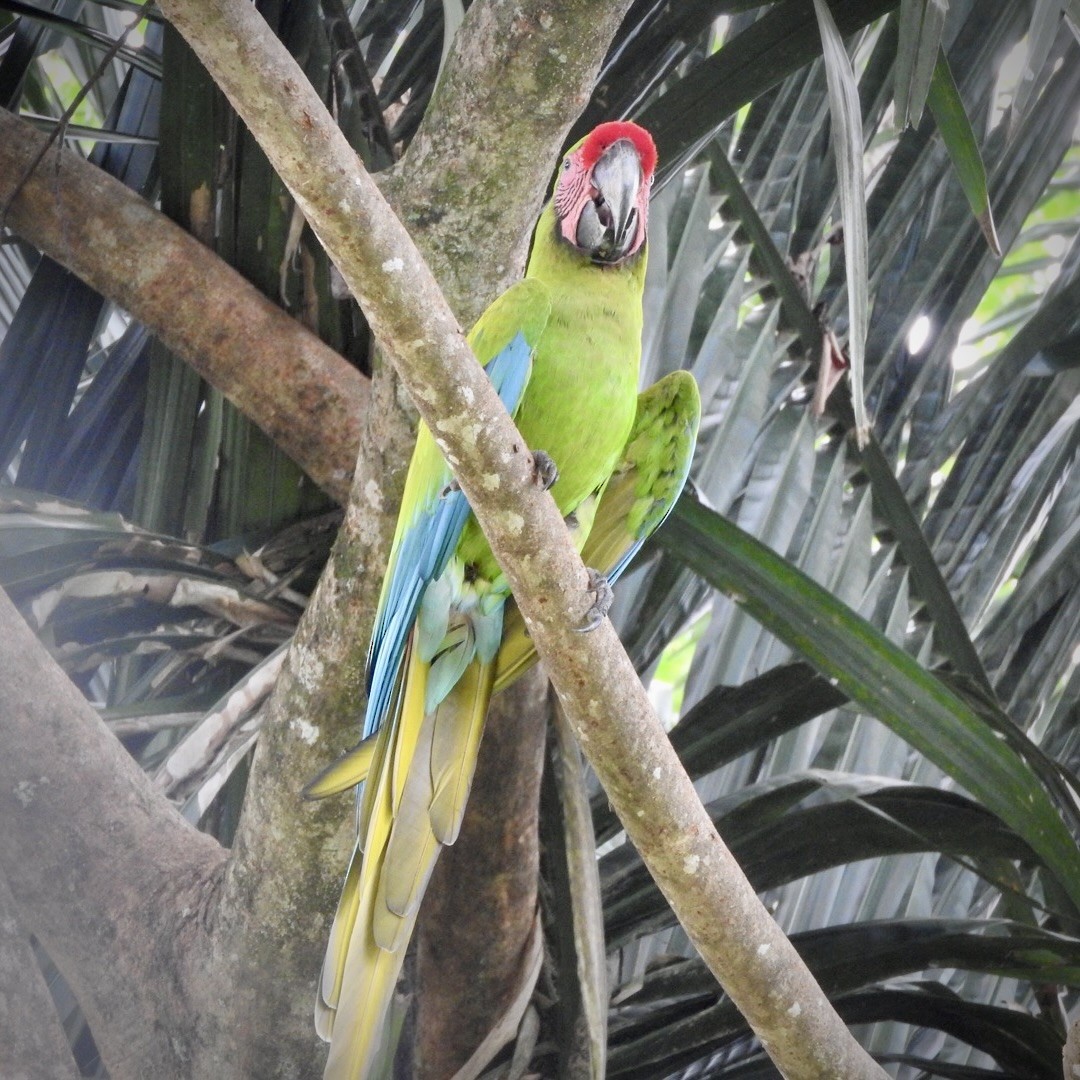 Great Green Macaw - ML623086645