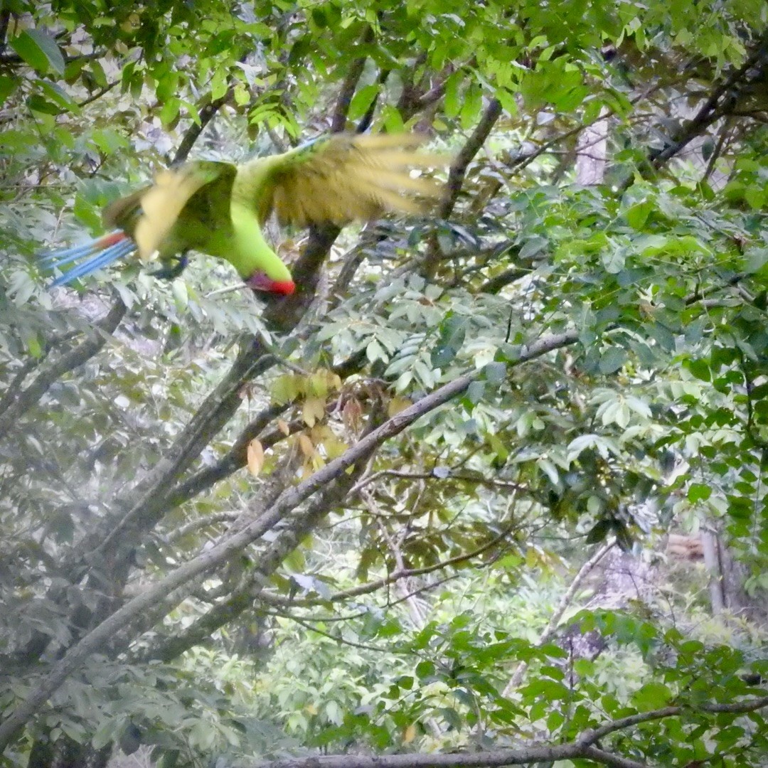 Great Green Macaw - ML623086646