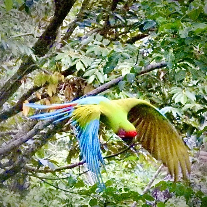 Great Green Macaw - ML623086647