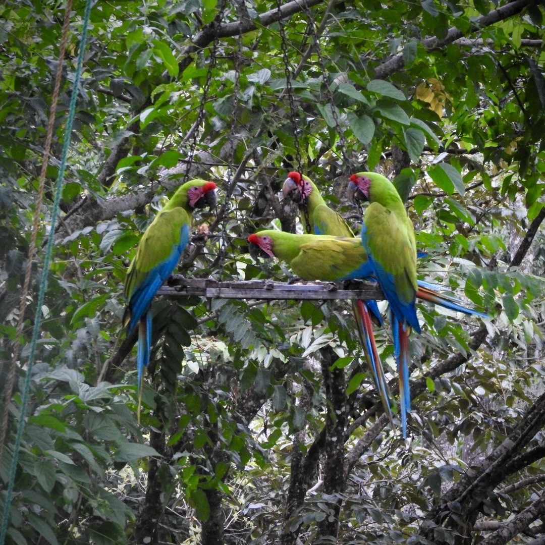 Great Green Macaw - ML623086648